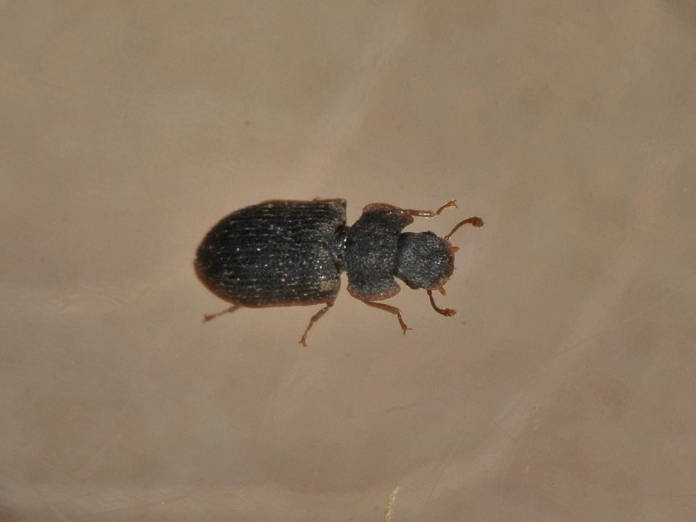 Colobicus hirtus (Zopheridae) - Avigliana (TO)